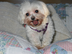 A little 4 pound white dog is smiling at you